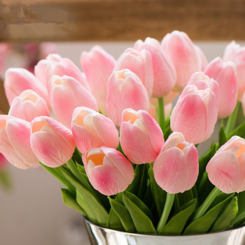 Hoa Tulip Pu