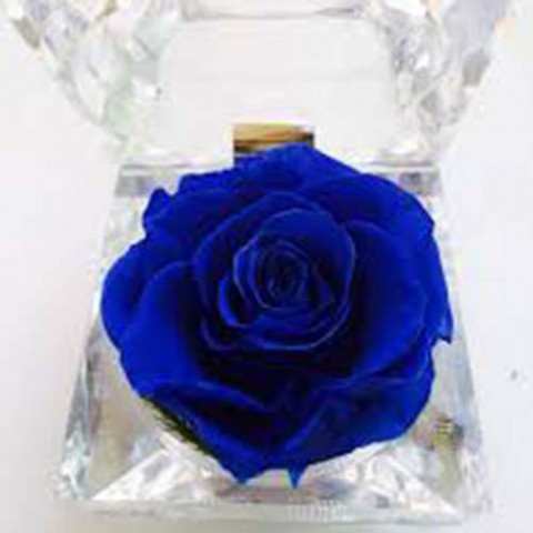 Hoa hồng bất tử - Hộp nhẫn-Xanh Navy