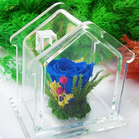 Hoa hồng bất tử - Ngôi nhà hạnh phúc - xanh