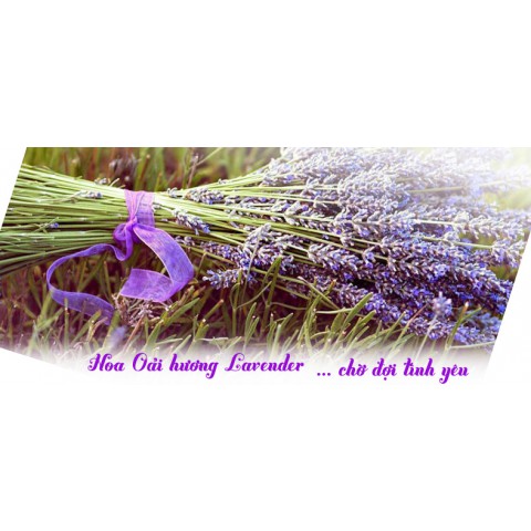 set-hoa-lavender-kho-06