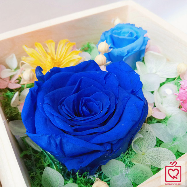 hoa hồng bất tử hộp gỗ vuông hồng xanh